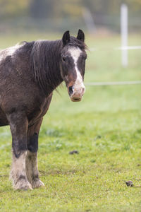 Brown horse with dirty fur is standing on a meadow