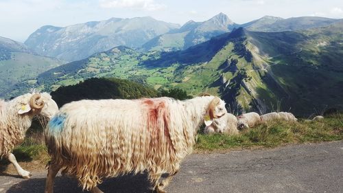 View of a sheep on landscape