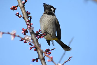 Low angle view of bird perching on tree against sky