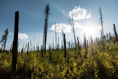 Low angle view of trees growing on field against sky