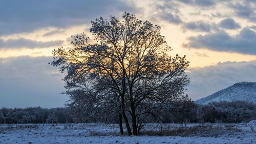 Trees on snow covered landscape against sky