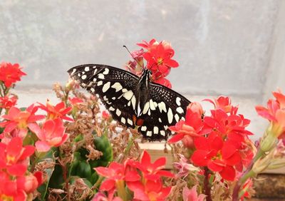 Close-up of butterfly on pink flowers