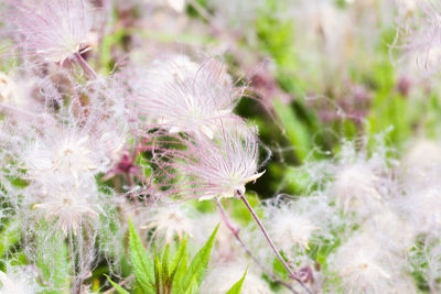 Close-up of flowers