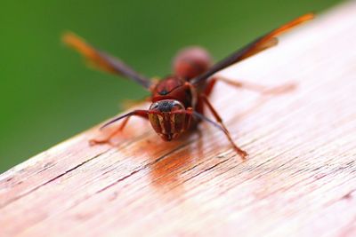 Close-up of insect on leaf