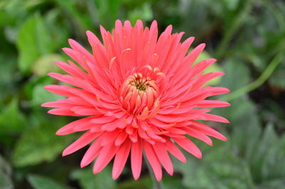 Close-up of bee pollinating flower