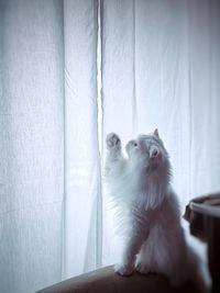 White cat looking away