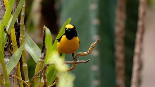 Close-up of bird perching on plant