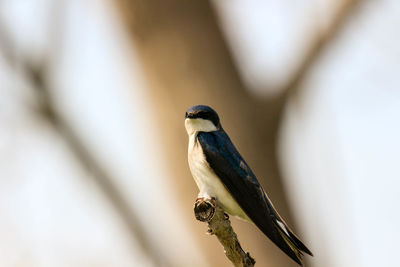 Close-up of bird perching