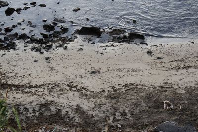 High angle view of crab on beach