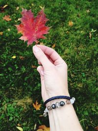 Cropped hand holding maple leaf over field