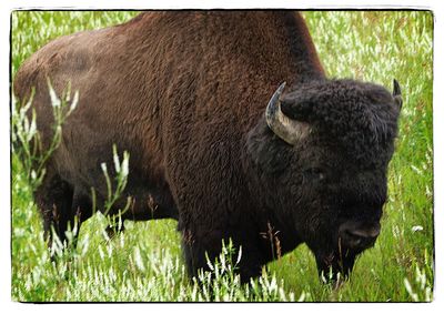 Close-up of sheep grazing in grass