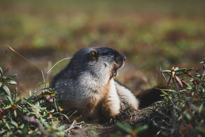 Close-up of rabbit on field