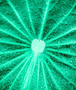 Full frame shot of wet leaf