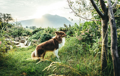 Sheep on tree by mountain against sky