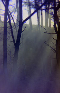 Bare trees in forest