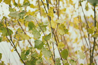 Close-up of yellow flowering plant