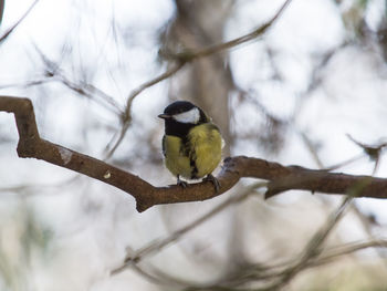 Low angle view of bird perching on branch