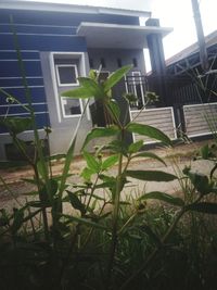 Potted plants outside house