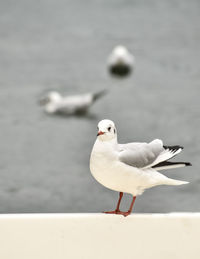 Close-up of seagull perching