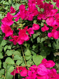 Pink flowers growing on plant