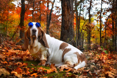 Dog sitting in forest and wearing glasses 