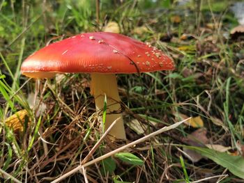 Close-up of fly agaric mushroom on field