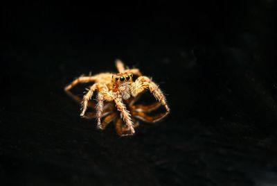 Close-up of spider