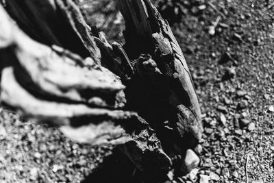 Close-up of tree trunk