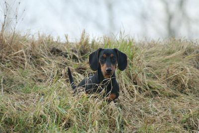 Portrait of dog on field