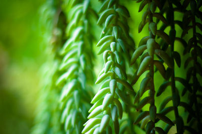 Close-up of fern growing on tree