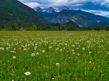 grassland