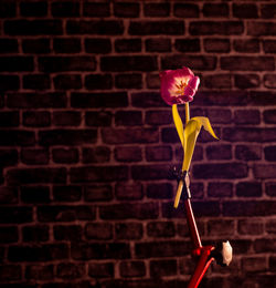 Close-up of red flower against brick wall