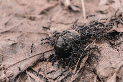 High angle view of insect on land