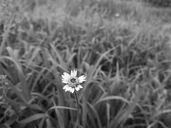 Close-up of white flowers blooming on field