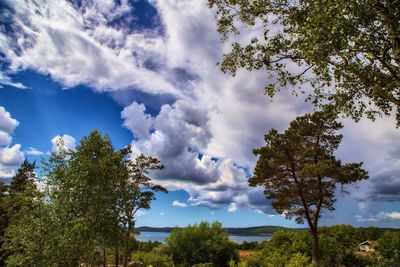 Low angle view of tree against cloudy sky