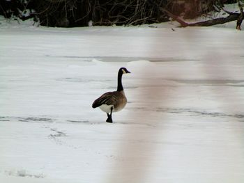 View of bird on beach