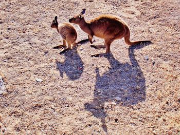 High angle view of  kangaroos on field