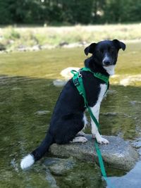 Dog in river on stone