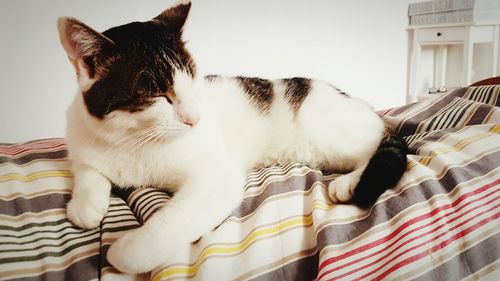 Cat relaxing on floor