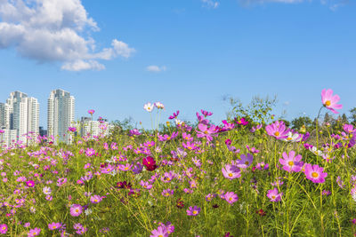 Pink cosmos flowers blooming against sky