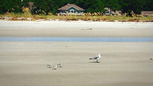 Birds in calm water