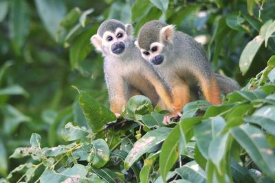 Close-up of monkey sitting on plant