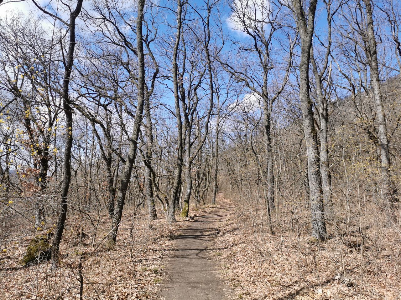 VIEW OF BARE TREES IN FOREST