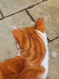 Close-up of cat on footpath