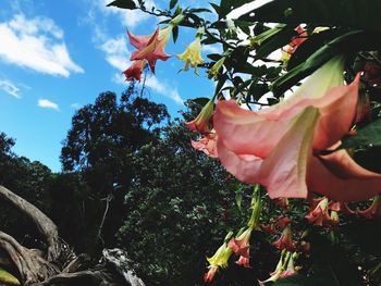 Low angle view of flower trees against sky