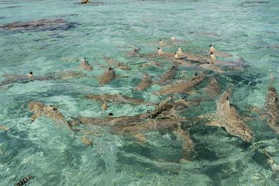 High angle view of fishes swimming in sea