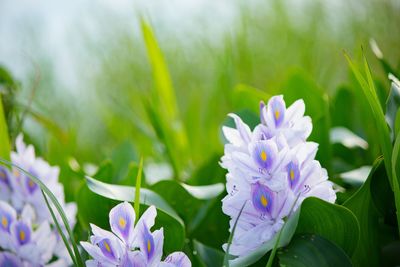 Water hyacint flowers