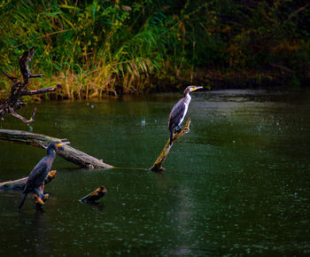 Birds perching on driftwood in lake