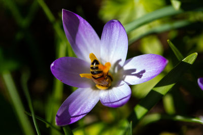 Close-up of bee on flower