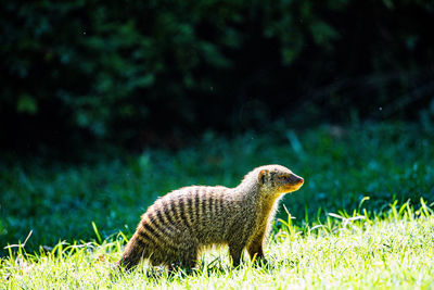 animal